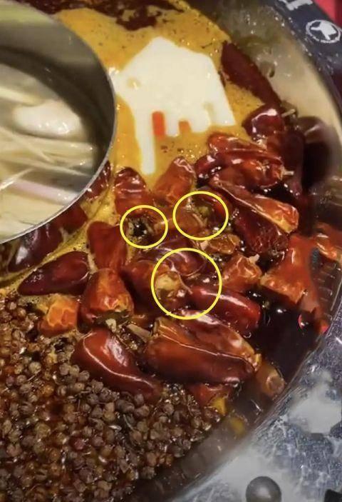 火锅店最新爆料视频大全,一探究竟，揭秘行业幕后真相